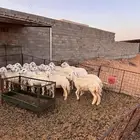 رخال جذعات حريات