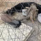 بواشق العدد اثنين طرح جديد