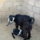 معزا ولد العدد 6 وعيالهن 7 وحده معهن دافع السنون موضحه بالص