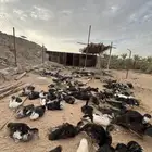 بط مصري مسكوفي عمر ثلاث شهور