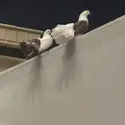 ( حمام هندي   مربى تربية نظيفه )