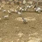 دجاج فيومي المنيوم وقولد