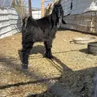 تيوس للبيع ذبايح العدد 2