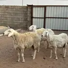 اللبيع غنم حريه خلفات ومضريع ودافع