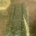 برسيم صافي لبيع عدد 400