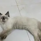 قطط لتبني