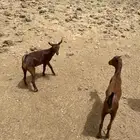 عناق