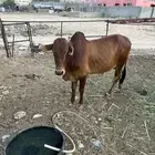 حسيل