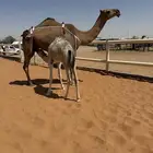 بكر حمرا تحتها بكره