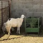 شاه حريه حايل رباع