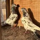 حمام باكستاني تيدي