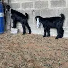 تيوس لبانية عوارض