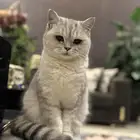 آنثى سكوتش ستريت بيور