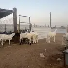 رفيدي سواكن حري نعيم تيوس بربري