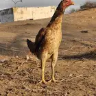 دجاجة باكستانية معها ثلاثة فروخ