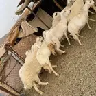غنم حريات