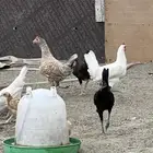 دجاج بلدي