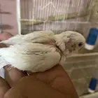 فروخ روز وفروخ كروانات