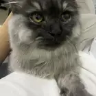 قط شيرازي ذكر معقم