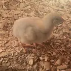 صوص لاحم روس فرز اول