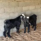 تيوس عوارض