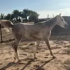 حصان للبيع