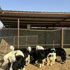 بهم نجد طيب