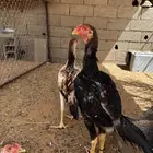 دجاج شامو ياباني صافي