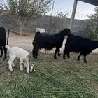 معزا عوارض ولد مناتيج