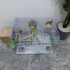 زوج روز مشروط مكينت انتاج في ذمه ماعه 6بيضات انثى عين حمرا