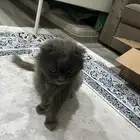 قط شيرازي للتبني. تم التبني تم التبني تم التبني