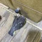 فرخ كروان العمر 3 اسابيع