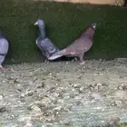 حمام مشكل