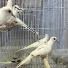 حمام الماسي