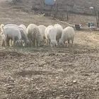 ذبائح للبيع