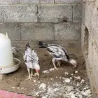 فروخ باكستاني