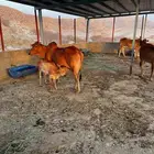 بقر للبيع