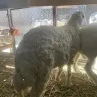 طليان حري جبر