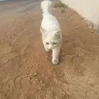 قطه اليفه