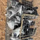 حمام هندي ذبح اليوم
