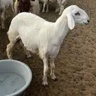 خرفان البيع صنف