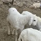 رخال كفوو
