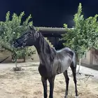 فرس كفو حاره جدا ولا انسى به الصغار الجديدين على الخيل