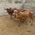 حسلان ( تم البيع )