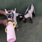 ماعز قزم امريكي تشيكي