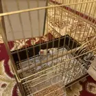 طيور كناري