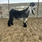 صخل عارضي كفو .. تم البيع