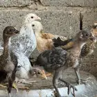 صوص بلدي
