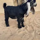 عرض بيع تيس عارضي مستقبل فحل