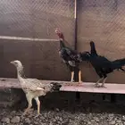 البيع دجاج باكستاني بيض